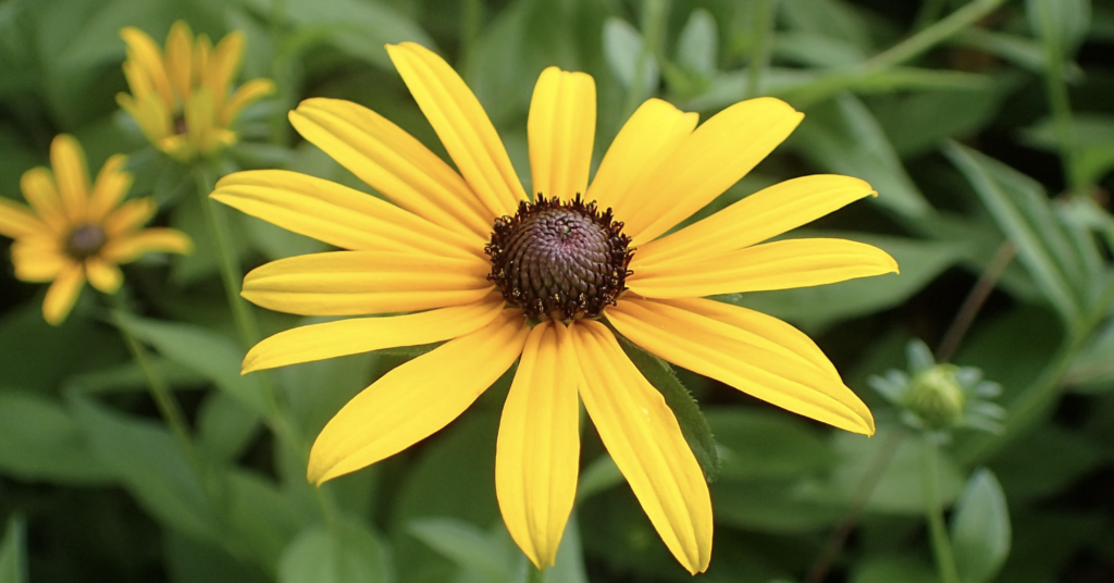 Black-eyed Susan